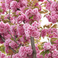 10 JAPANESE FLOWERING CHERRY Tree Oriental Prunus Serrulata Flower Seeds