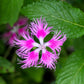 1000 FRINGED PINKS DIANTHUS Superbus White Pink Purple Flower Seeds