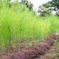 100 MARY WASHINGTON ASPARAGUS Officinalis Perennial Vegetable Seeds