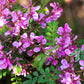 50 TRUE INDIGO Dye Indigo Indigofera Tinctoria Pink Purple Sub Shrub Flower Seeds