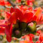 10 RED SILK COTTON Tree Bombax Ceiba Kapok Tropical Flower Seeds