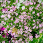 350 RED BABYS BREATH Gypsophila Elegans Baby's Breath Flower Seeds