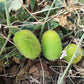 10 WOOLY BEAR GOURD Hedgehog Cucumis Dipsaceus Fuzzy Green Ornamental Seeds