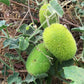 10 WOOLY BEAR GOURD Hedgehog Cucumis Dipsaceus Fuzzy Green Ornamental Seeds