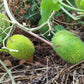 10 WOOLY BEAR GOURD Hedgehog Cucumis Dipsaceus Fuzzy Green Ornamental Seeds