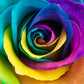 Make Your Own - 5 RAINBOW ROSE BUSH Seeds Shrub Rosa Flower