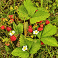 100 VESCA BARON STRAWBERRY Solemacher Berry Fragari Fruit Seeds