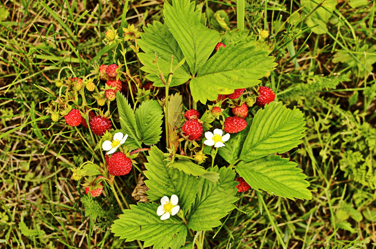 100 VESCA BARON STRAWBERRY Solemacher Berry Fragari Fruit Seeds