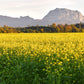 1000 BROWN MUSTARD Brassica Juncea Vegetable Herb Seeds