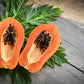 30 PAPAYA MELON Fruit TREE Carica Papaya Seeds