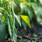 50 BURPEE STRINGLESS Green Pod BEAN French Phaseolus Vulgaris Vegetable Seeds