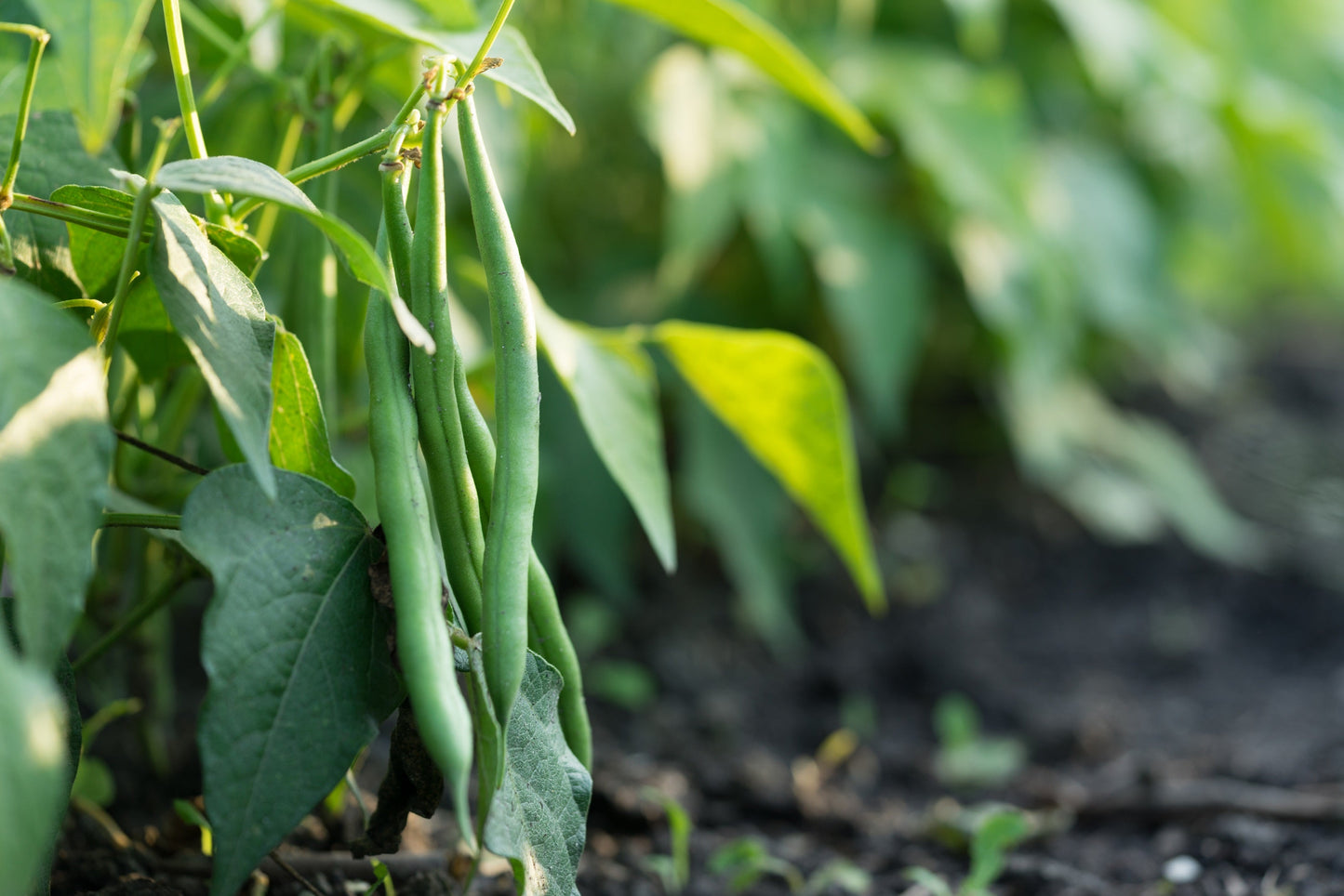 50 BURPEE STRINGLESS Green Pod BEAN French Phaseolus Vulgaris Vegetable Seeds