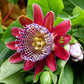 5 GIANT GRANADILLA Red Passion Flower Passiflora Quadrangularis Yellow Fruit Vine Seeds