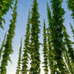 25 COMMON HOPS European Humulus Lupulus Vine Seeds Beer Making Ingredient Seeds