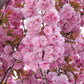 10 JAPANESE FLOWERING CHERRY Tree Oriental Prunus Serrulata Flower Seeds