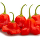 50 Ubatuba CAMBUCI PEPPER Red Brazilian Capsicum Baccatum Vegetable Seeds