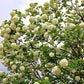 30 EUROPEAN CRANBERRY / SNOWBALL Tree Guelder Rose Viburnum Opulus Red Fruit White Flower Seeds