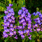10 TEXAS Mountain LAUREL Sophora Secundiflora Mescal Tree Purple Flower Seeds