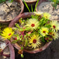 100 Gelato YELLOW ICE PLANT Mesembryanthemum Daisy Livingstone Succulent Flower Seeds
