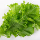 3000 Southern GIANT CURLED MUSTARD Ostrich Plume Brassica Juncea Vegetable Herb Seeds