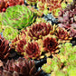 25 MIXED HENS & CHICKS Chickens Succulent (Live Forever) Sempervivum Flower Seeds