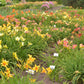 10 MIXED COLORS DAYLILY Hemerocallis Day Lily Fine Mix Red Purple Flower Seeds