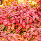 15 DWARF SACRED BAMBOO Heavenly Nandina Domestica Nana Pink Red Sun Shade Shrub Seeds