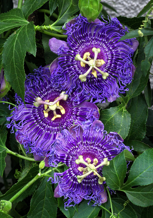 10 Purple PASSION FLOWER Passion FRUIT Granadilla Passiflora Incarnata Vine Seeds