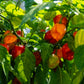 50 Hot RED HABANERO PEPPER Capsicum Chinense Vegetable Seeds