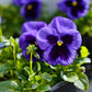 50 DEEP BLUE Blotch PANSY Swiss Giant Viola Wittrockiana Ullswater Flower Seeds