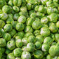 500 HEIRLOOM BRUSSEL SPROUT Brassica Oleracea Green Long Island Vegetable Seeds
