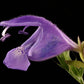 50 Purple False Dragon DRAGONS HEAD Obedient Plant Dracocephalum Flower Seeds