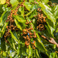 25 JAPANESE RAISIN TREE Edible Fruit Oriental Honey Flowers Hovenia Dulcis Seeds