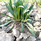 1000 Organic PSYLLIUM Plantago Ovata Plantain Herb Flower Seeds