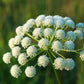 300 BLACK NEBULA CARROT Daucus Carota Root Vegetable Seeds