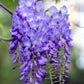 5 BLUE CHINESE WISTERIA Sinensis Ornamental Vine Climber Blue Violet Purple Flower Seeds