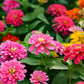 250 Mixed Colors Common GARDEN ZINNIA Elegans Flower Seeds