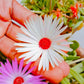 100 Gelato WHITE ICE PLANT Mesembryanthemum Livingstone Daisy Flower Seeds