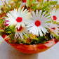 100 Gelato WHITE ICE PLANT Mesembryanthemum Livingstone Daisy Flower Seeds