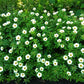 10 SIMPLY LOVE HIBISCUS (Flower of the Hour / Baldder Hibiscus) Hibiscus Trionum Flower Seeds