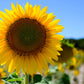 25 EBONY & GOLD SUNFLOWER Helianthus Annuus Flower Seeds