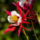 25 CRIMSON STAR COLUMBINE Red & White McKana's Giant Aquilegia Flower Seeds