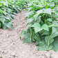 50 TENDERGREEN GREEN BEAN Phaseolus Vulgaris Vegetable Seeds