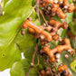 25 JAPANESE RAISIN TREE Edible Fruit Oriental Honey Flowers Hovenia Dulcis Seeds