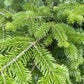 Grow Your Own CHRISTMAS TREE - Balsam Fir ( Abies Balsamea ) Gift Packet of Tree Seeds