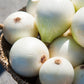250 ECLIPSE ONION White Sweet Allium Cepa Vegetable Seeds