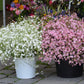 350 RED BABYS BREATH Gypsophila Elegans Baby's Breath Flower Seeds