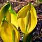 10 Yellow SWAMP LANTERN Moist Lysichiton Americanus Skunk Cabbage Flower Seeds