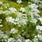 500 Organic CUMIN Cuminum Cyminum Herb Flower Seeds
