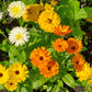 500 Mixed Colors FANCY MIX Pot MARIGOLD Calendula Officinalis Flower Seeds